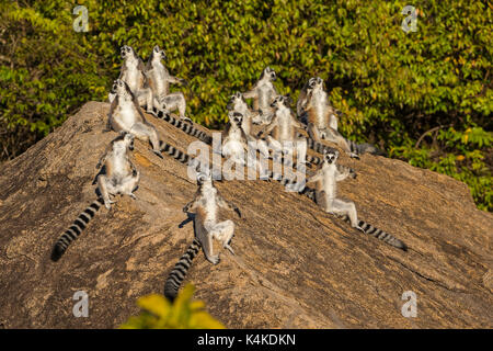 Ring-tailed lémuriens (Lemur catta) assis sur des rochers, le préchauffage, Anja, madagascar Banque D'Images