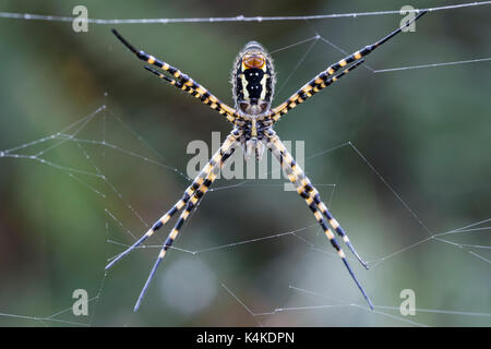 Wasp Spider, Spider argiope bruennichi (WASP) dans le filet, bas, côte sud-ouest, Madeira, Portugal Banque D'Images