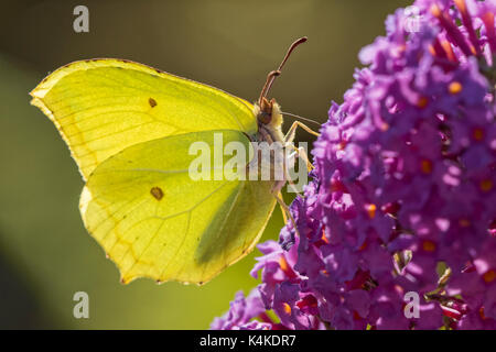 De souffre (gonepteryx rhamni) sur les papillons (Buddleja), jardin, oelsnitz dans le Vogtland, Saxe, Allemagne Banque D'Images