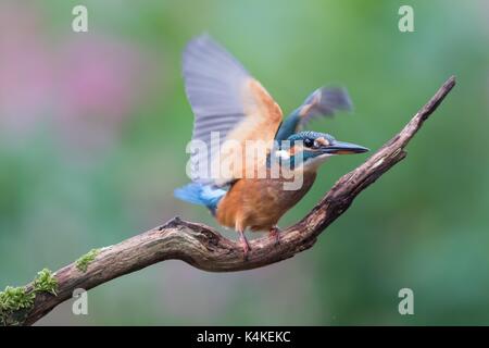 Kingfisher (Alcedo atthis commun), femme, jeune oiseau, le décollage, Hesse, Allemagne Banque D'Images