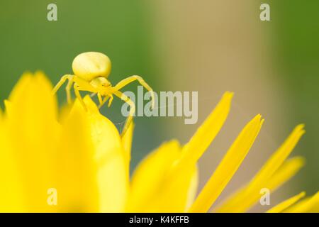 Houghton (Misumena vatia araignée crabe) sur les pétales jaunes, Hesse, Allemagne Banque D'Images