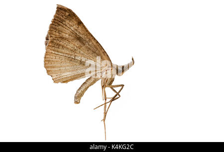 Vue latérale d'un détaillée nuit morte moth - Fond blanc Banque D'Images