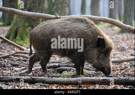 Le sanglier (Sus scrofa), Bade-Wurtemberg, Allemagne Banque D'Images