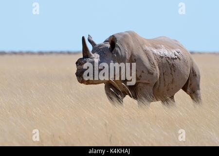 Le rhinocéros noir (Diceros bicornis) avec une seule corne et déchiré les oreilles, debout dans l'herbe sèche, attentif, Etosha National Park, Namibie, Afrique Banque D'Images