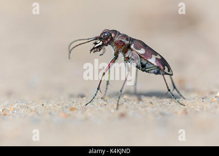 Dune du nord tiger beetle (cicindela hybrida), au milieu de la réserve de biosphère de l'elbe, SAXE-ANHALT, Allemagne Banque D'Images