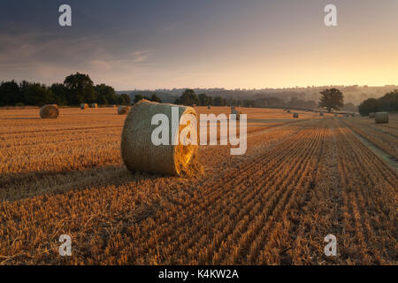 Avec un léger brouillard dans la vallée et les premiers rayons de soleil d'or sur un champ de balles de paille de blé un matin d'août, Northamptonshire, Angleterre. Banque D'Images