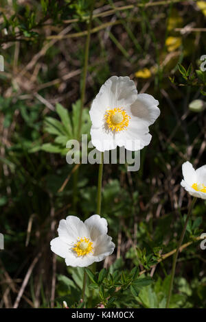 ANEMONE SYLVESTRIS 2017 Banque D'Images