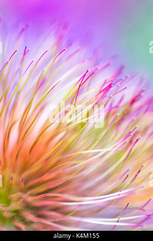 Pasque Flower seedhead Banque D'Images