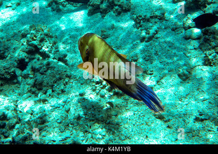 Poisson perroquet dans une mer rouge, Egypte Banque D'Images