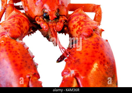 Homard cuit isolé sur fond blanc Banque D'Images