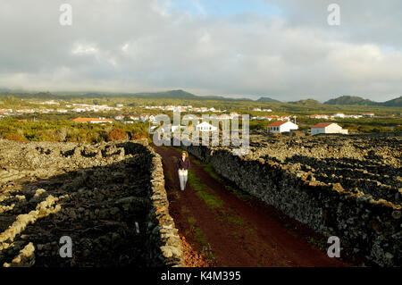 Vignobles à l'intérieur des murs de lave de Criação Velha. Un site classé au patrimoine mondial de l'UNESCO. Pico, Açores, Portugal (MR) Banque D'Images