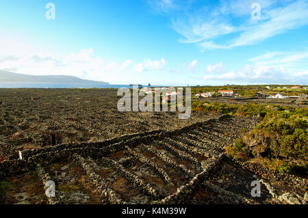 Vignobles à l'intérieur des parois de lave à Criação Velha. Site du patrimoine mondial de l'UNESCO. Pico, Açores, Portugal Banque D'Images