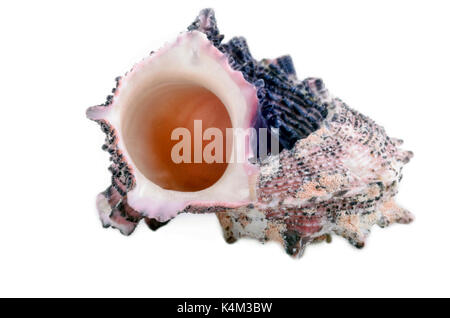 Sea Shell isolated on white Banque D'Images