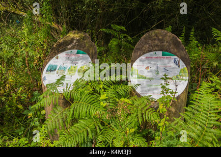 Pysgodlyn mawr, hensol forêt dans la vallée de Glamorgan. 6 septembre 2017 Phillip Roberts Banque D'Images