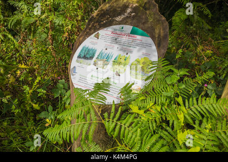 Pysgodlyn mawr, hensol forêt dans la vallée de Glamorgan. 6 septembre 2017 Phillip Roberts Banque D'Images