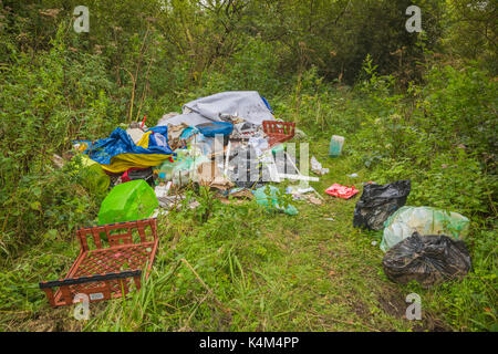 Pysgodlyn mawr, hensol forêt dans la vallée de Glamorgan. 6 septembre 2017 Phillip Roberts Banque D'Images