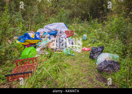 Pysgodlyn mawr, hensol forêt dans la vallée de Glamorgan. 6 septembre 2017 Phillip Roberts Banque D'Images