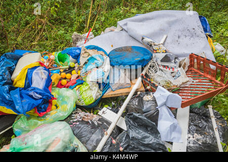 Pysgodlyn mawr, hensol forêt dans la vallée de Glamorgan. 6 septembre 2017 Phillip Roberts Banque D'Images