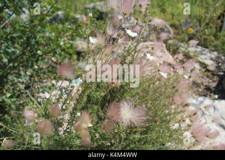 Plantes duveteuses duveteux communément connu sous le nom de vibrisses du vieil homme, à la fontaine du parc régional du ruisseau en fontaine, colorado Banque D'Images