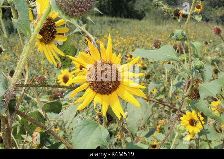 Le tournesol au milieu d'une grande parcelle de tournesols le long de la fontaine creek regional trail at Fountain Creek Regional Park à fontaine, colorado Banque D'Images