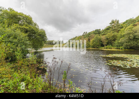Pysgodlyn mawr, hensol forêt dans la vallée de Glamorgan. 6 septembre 2017 Phillip Roberts Banque D'Images