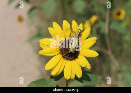 Sur une sauterelle sauterelle. tournesol tournesol dans un ruisseau fontaine fontaine dans le parc régional, au Colorado. Banque D'Images