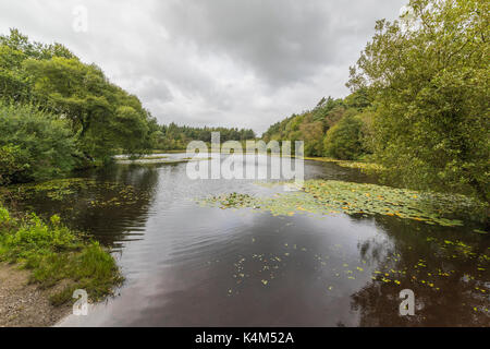 Pysgodlyn mawr, hensol forêt dans la vallée de Glamorgan. 6 septembre 2017 Phillip Roberts Banque D'Images