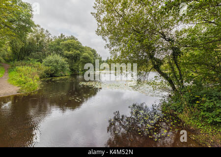 Pysgodlyn mawr, hensol forêt dans la vallée de Glamorgan. 6 septembre 2017 Phillip Roberts Banque D'Images