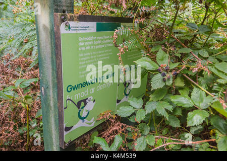 Pysgodlyn mawr, hensol forêt dans la vallée de Glamorgan. 6 septembre 2017 Phillip Roberts Banque D'Images