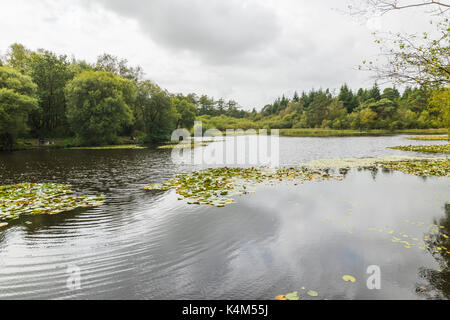 Pysgodlyn mawr, hensol forêt dans la vallée de Glamorgan. 6 septembre 2017 Phillip Roberts Banque D'Images
