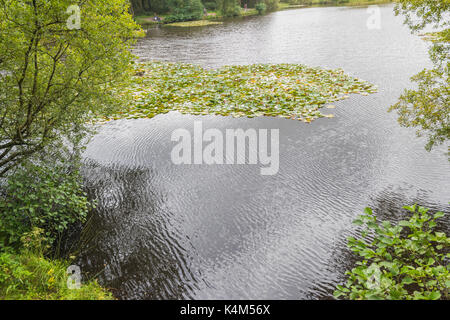 Pysgodlyn mawr, hensol forêt dans la vallée de Glamorgan. 6 septembre 2017 Phillip Roberts Banque D'Images