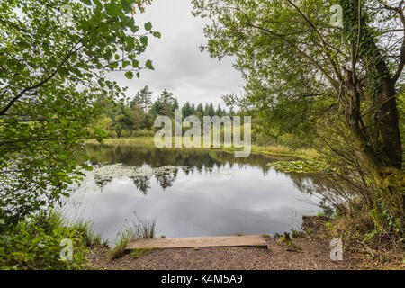 Pysgodlyn mawr, hensol forêt dans la vallée de Glamorgan. 6 septembre 2017 Phillip Roberts Banque D'Images