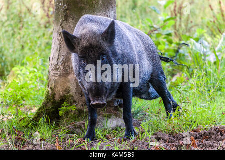 La femelle frottant des sangliers, Sus scrofa exfoliant la peau contre un arbre, République tchèque Banque D'Images