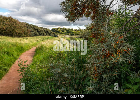 Un chemin menant à travers dunes à Aberlady Bay réserve naturelle sur la côte d'East Lothian, Scotland, UK avec Bush et de l'argousier baies orange Banque D'Images