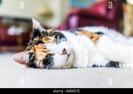 Gros plan du visage de chat calicot à la triste position couchée sur un tapis de salon accueil endormi Banque D'Images