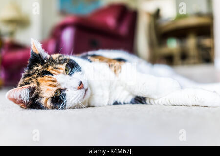 Gros plan du visage de chat calicot à la triste position couchée sur un tapis de salon accueil endormi Banque D'Images