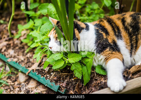 Gros plan du chat calico au lit de cataire verts au jardin extérieur la chasse Banque D'Images