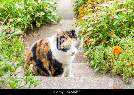 Closeup portrait of triste chat calico face à l'extérieur par orange marigold fleurs dans jardin d'été sur le porche par chambre ou maison Banque D'Images