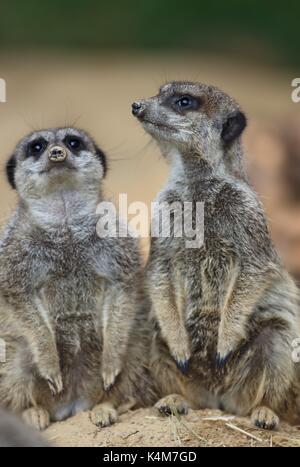La vigilance de la faune concept attentif les animaux de zoo, copie espace communautaire Les suricates (Suricata suricatta), Banque D'Images