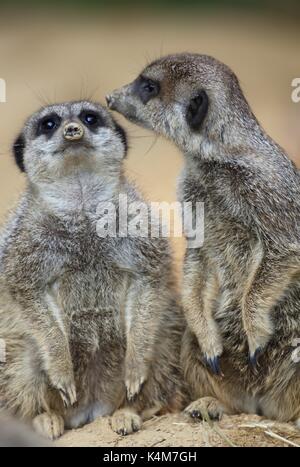 La vigilance de la faune concept attentif les animaux de zoo, copie espace communautaire Les suricates (Suricata suricatta), Banque D'Images