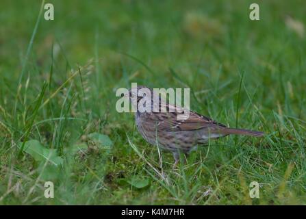 Sparrow, de couverture - nid (Prunella modularis) Banque D'Images