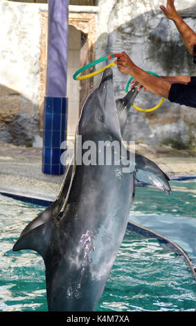 Spectacle de dauphins Banque D'Images