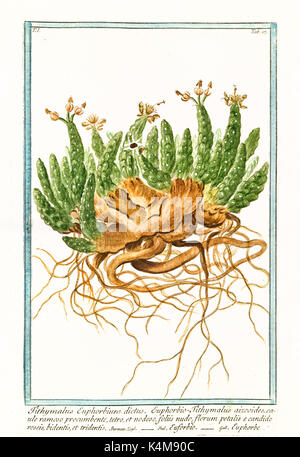 Vieille illustration d'euphorbium Tithymalus. Par G. Bonelli sur Hortus Romanus, publ. N. Martelli, Rome, 1772 - 93 Banque D'Images