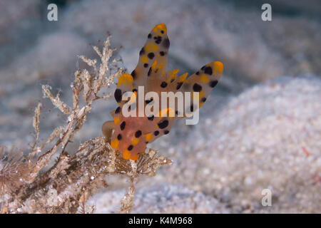 Thecacera sp. nudibranche, limace de mer sur le coral algues sur le fond de la mer Banque D'Images