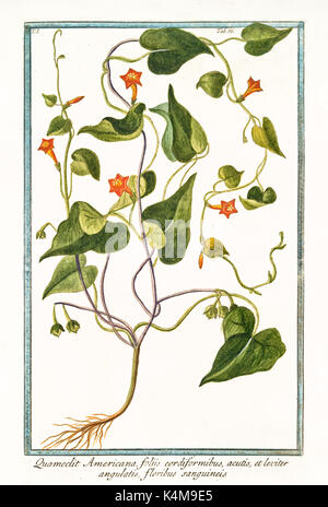 Vieille illustration d'Ipomoea quamoclit americana (hederifolia). Par G. Bonelli sur Hortus Romanus, publ. N. Martelli, Rome, 1772 - 93 Banque D'Images