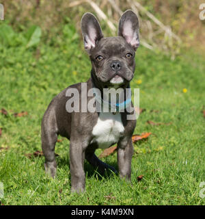 Chiot bouledogue français Banque D'Images