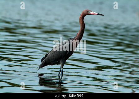 Aigrette garzette Egretta rufescens rougeâtre, pataugeant dans l'eau, pêche, chasse, Everglades de Floride. Banque D'Images