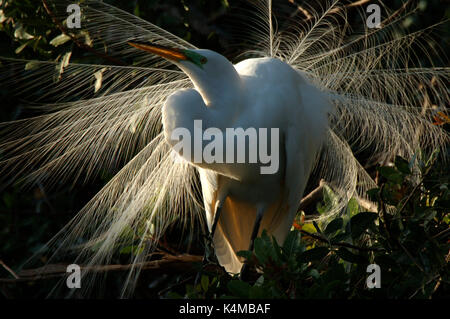 Grande Aigrette Casmerodius albus, en plumage nuptial, les Everglades de Floride, des plumes blanches. Banque D'Images