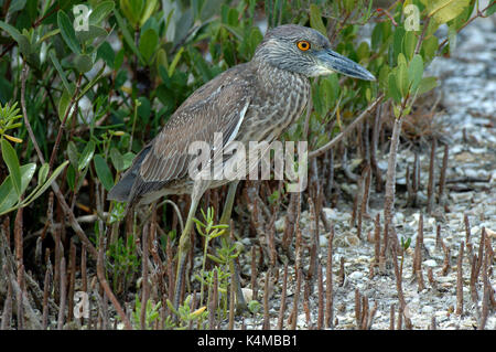 Bihoreau gris jaune, immature, Nyctanassa violacea, Everglades de Floride. Banque D'Images