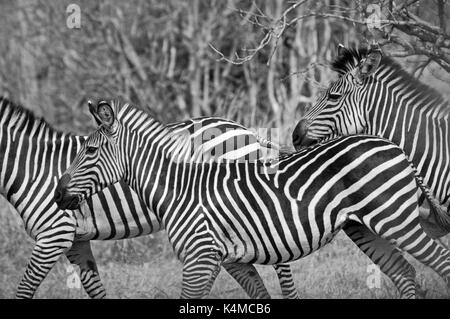 Le zèbre de crawshay en fuite. prises dans le parc national de South Luangwa. Banque D'Images